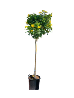 tecoma-stans-yellow-elder-trumpetbush-270cm-ornamental-flowering-plant