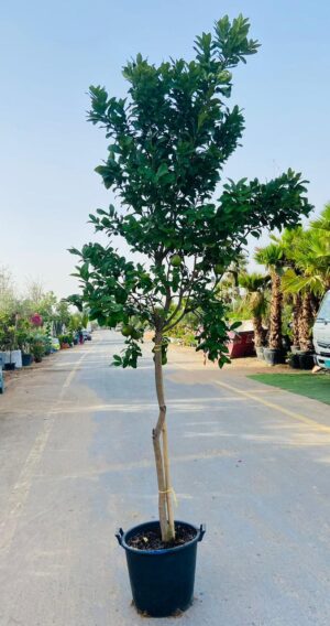 citrus-lemon-spanish-tree-outdoor-plant-uae