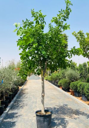 pongamia-tree-indian-beech-outdoor-plant-uae