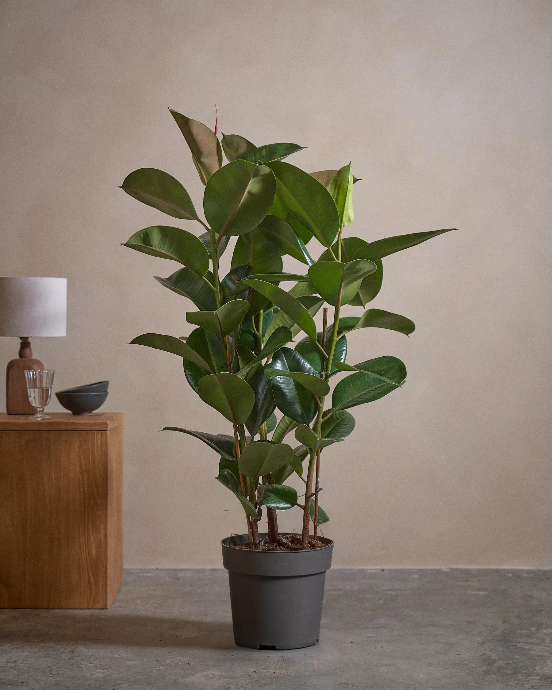 Rubber-Tree-120cm-Nursery-Pot-Default-Plntd-Lifestyle-54