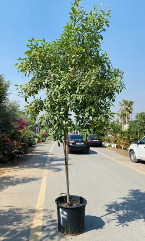 tabebuia-rosea-pink-trumpet-tree-250cm-uae
