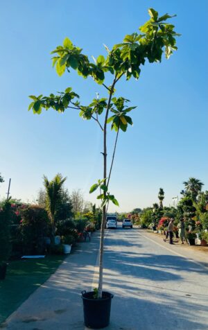 terminalia-catappa-indian-almond-tree-450cm-large-tropical-shade-tree