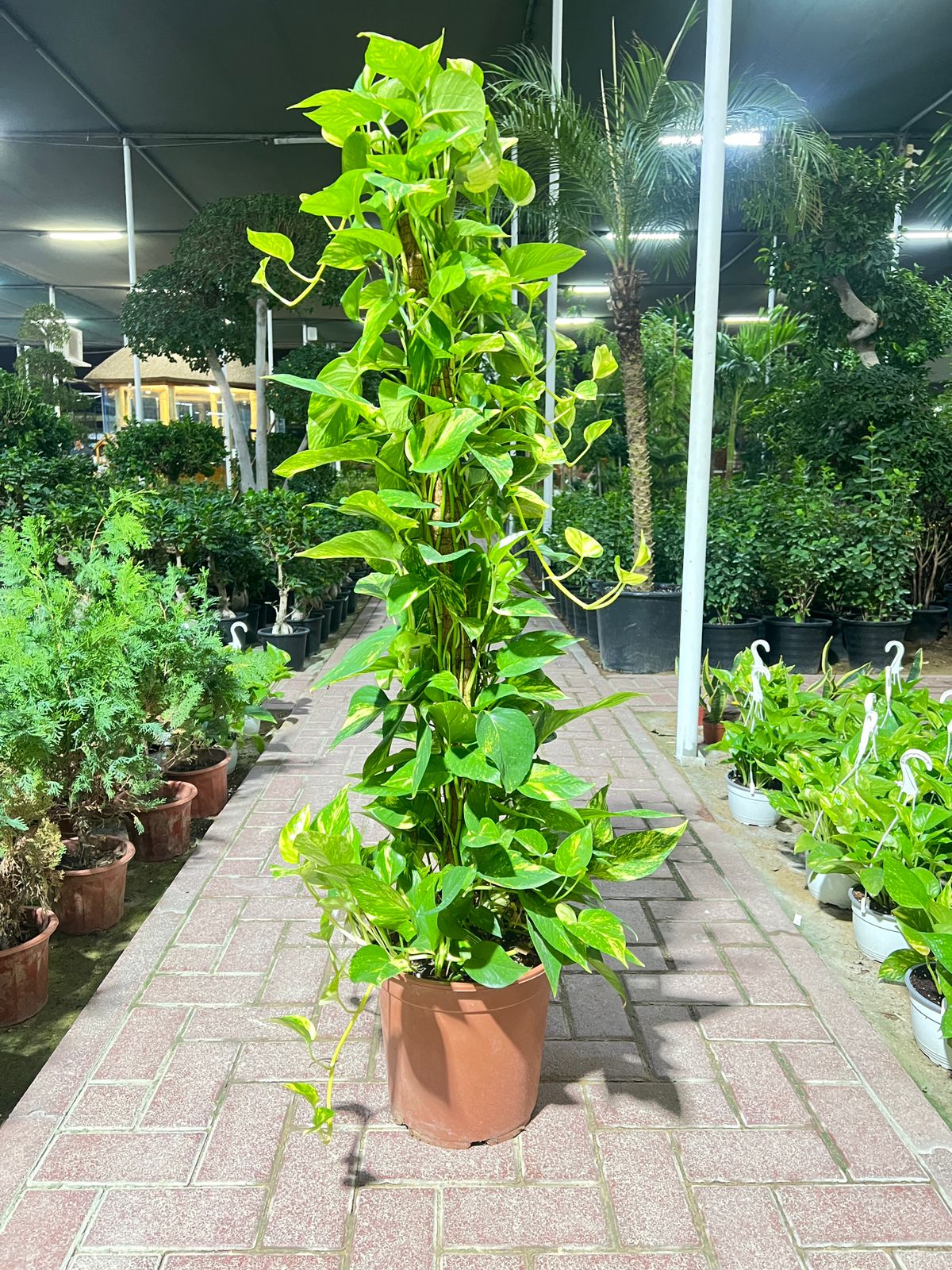 WhatsApp Image 2025-08-26 at 19.51.38_acb01bc9