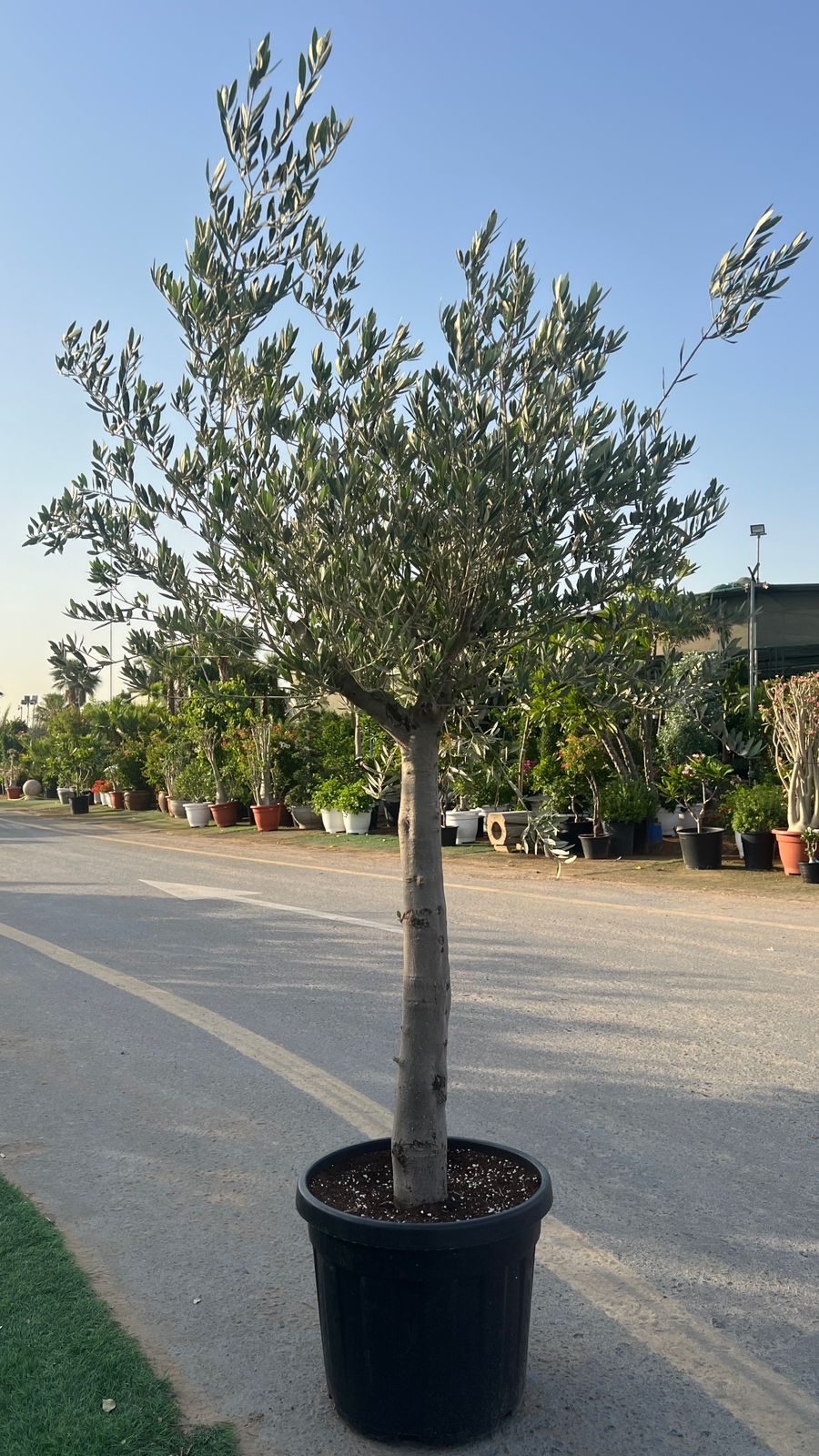 Spanish Olive Tree 150–170cm (35L Pot) – Premium Mediterranean Tree UAE - Image 2