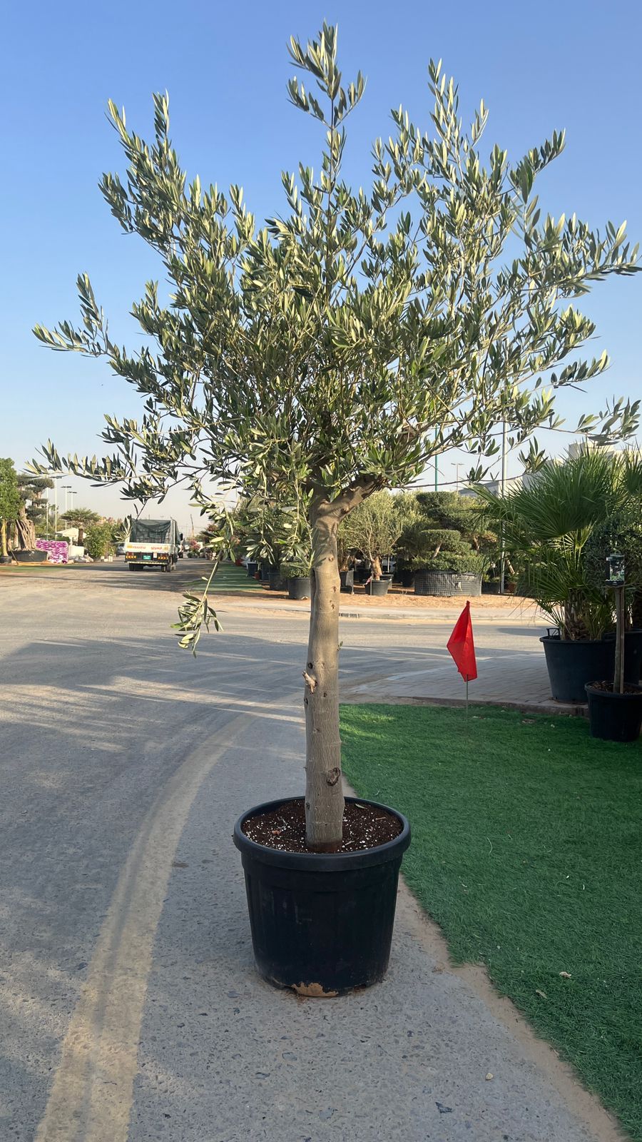 Spanish Olive Tree 150–170cm (35L Pot) – Premium Mediterranean Tree UAE - Image 3