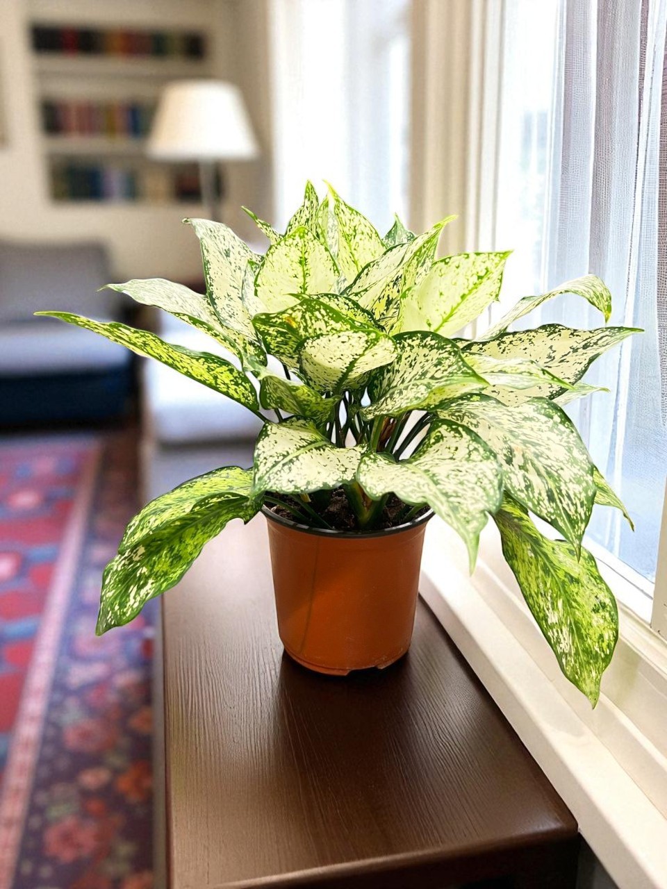 WhatsApp Image 2025-08-30 at 8.09.34 PM (3)