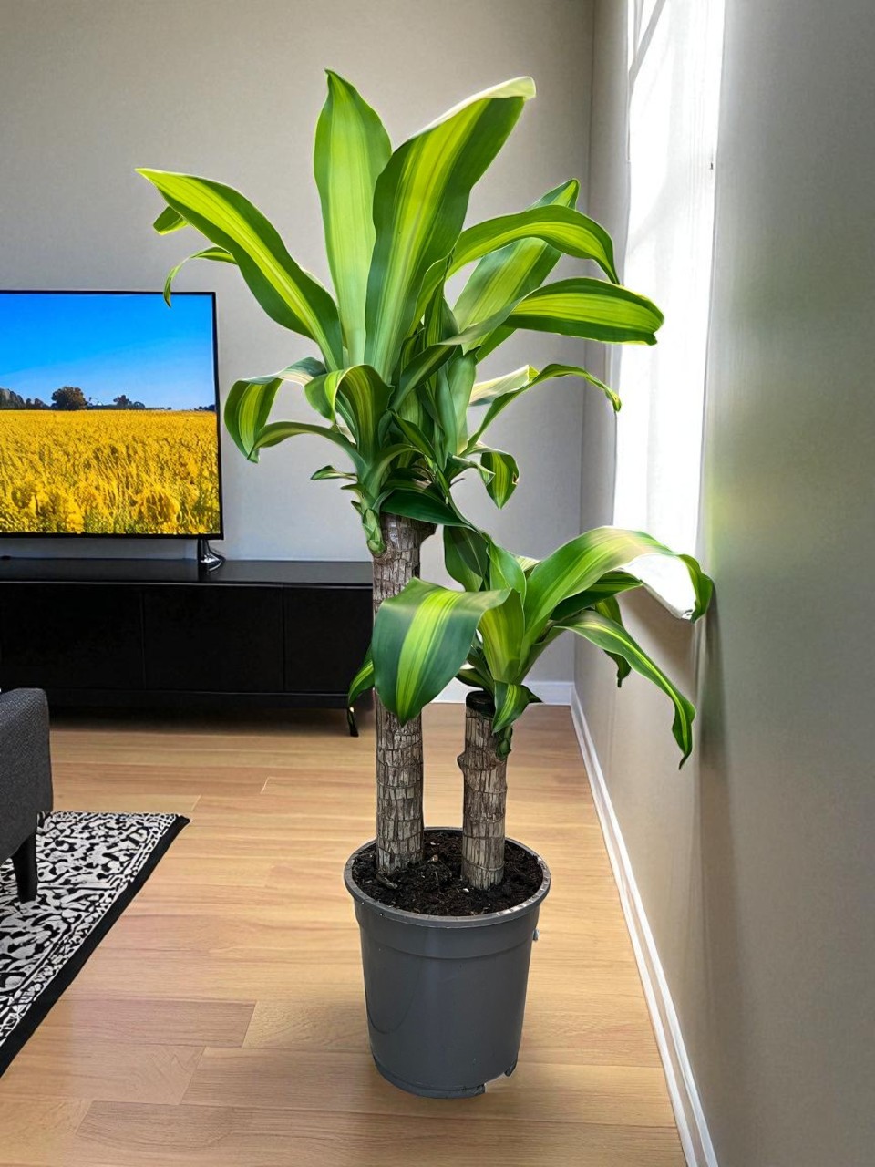 WhatsApp Image 2025-08-30 at 8.09.34 PM (5)