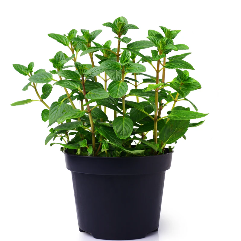 Buy Spectrum Mint Plant Online | نبات النعناع الطازج