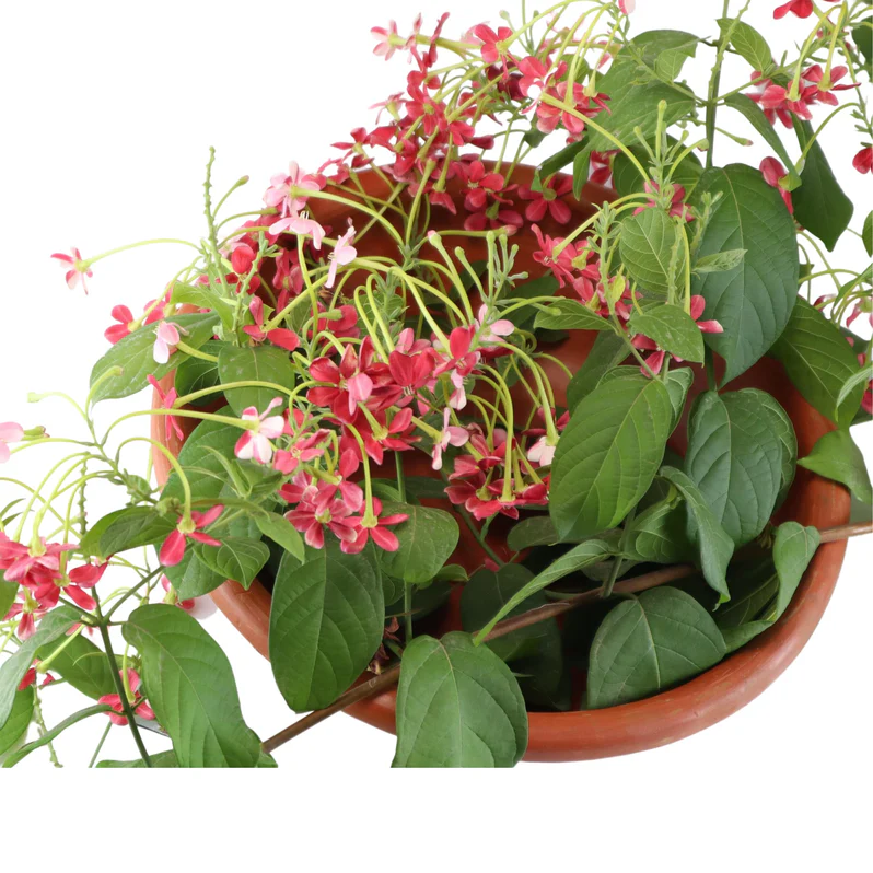 Buy Quisqualis Indica Plant in UAE | كيسكواليز إنديكا Vine