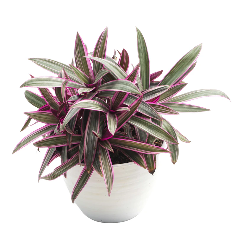 Buy Rhoeo Discolor Plant in UAE | رويو Plant