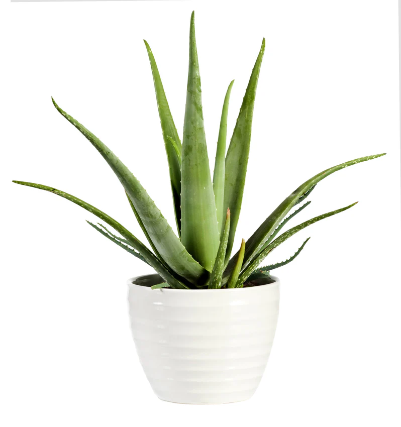 Buy Aloe Vera Plant in UAE | صبار الألوة Plant