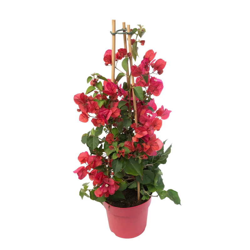 Buy Bougainvillea Nana Red Plant in UAE | بوجهنمية Plant