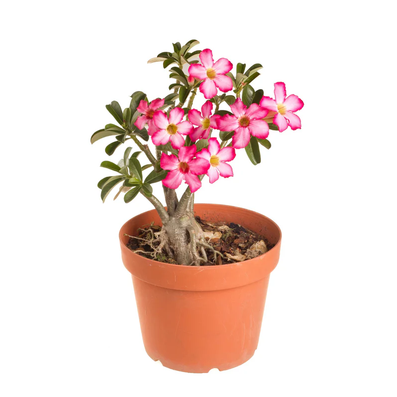 Buy Adenium (Desert Rose) Plant in UAE | عدنيم Plant