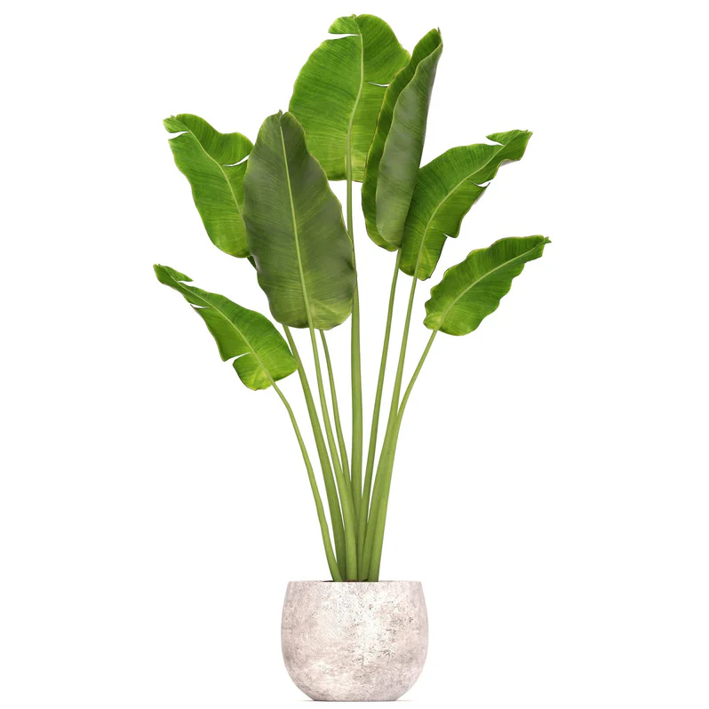 Buy Banana Plantains in UAE | موز بلانتين Fruit Plant