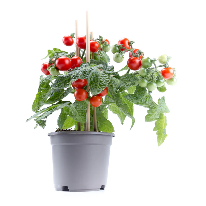 Buy Cherry Tomato Plant in UAE | طماطم كرزية Garden Plant