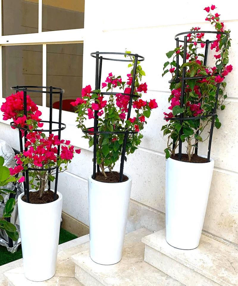 Buy Bougainvillea Spectabilis Bundle في الإمارات – Flowering Vine
