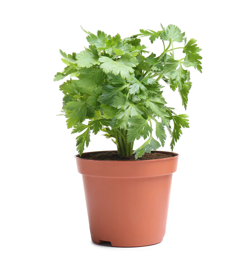 Buy Coriander (Coriandrum Sativum) Plant in UAE | كزبرة Plant