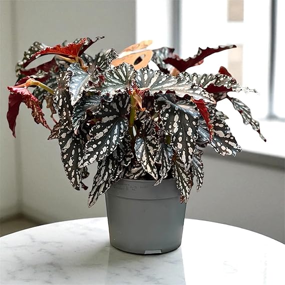 Buy Begonia Maculata Polka Dot UAE | Indoor Houseplant