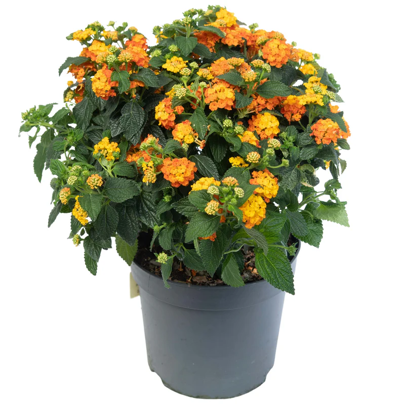 Buy Lantana Mix Plant in UAE | لانتانا Plant