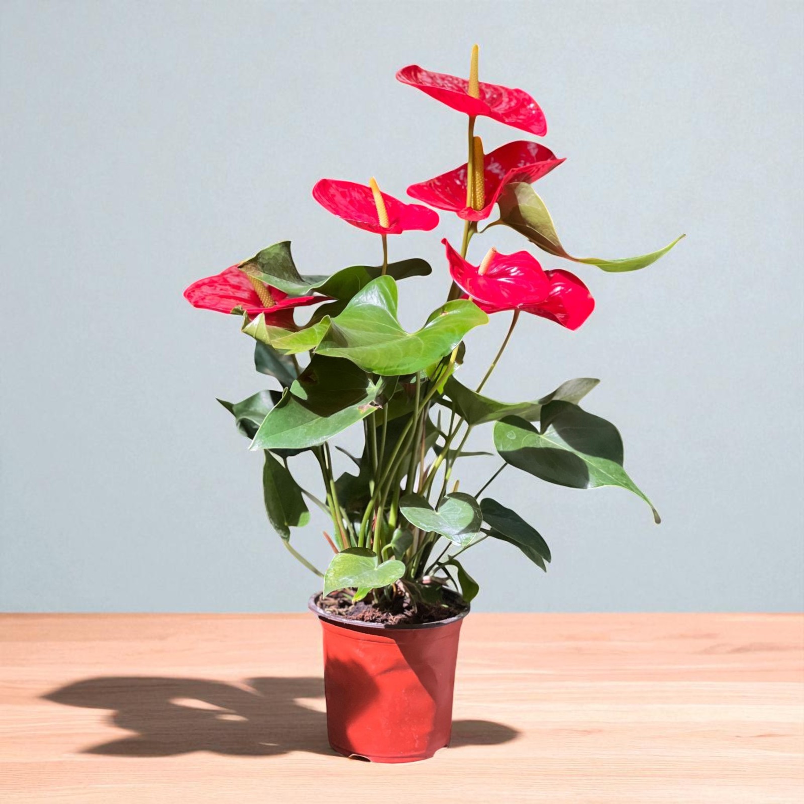 Anthurium-Photoroom