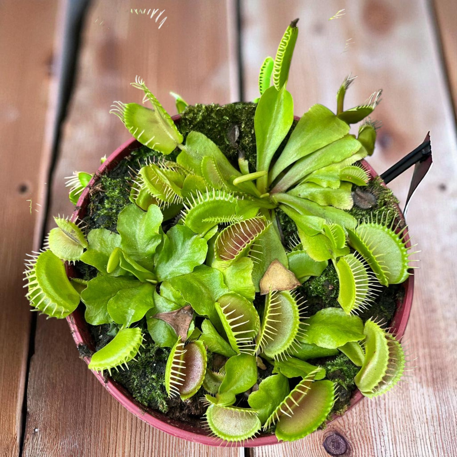 Venus Fly Trap Plant - Image 2