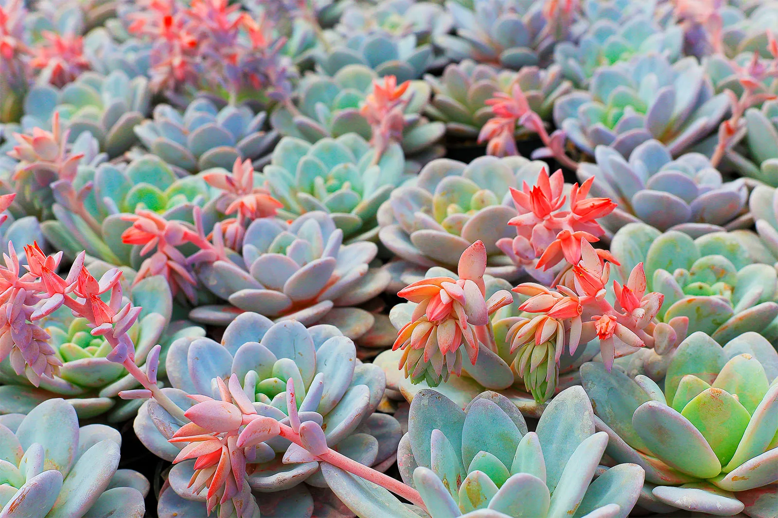 Buy Succulent Plants UAE | Live Indoor Plants 20 AED Each