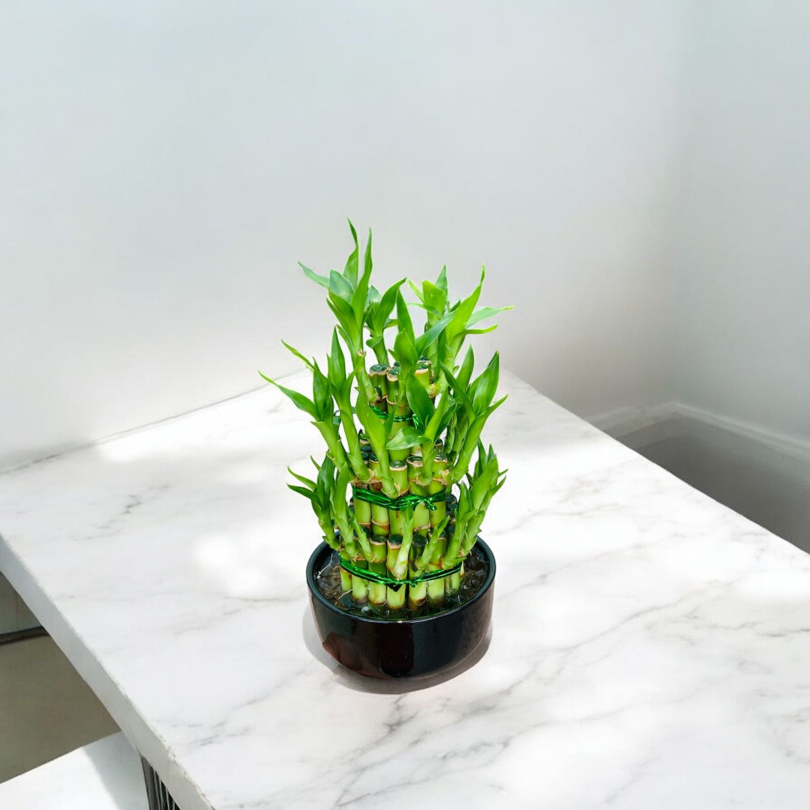 Buy Lucky Bamboo 3 Tier UAE | Indoor Feng Shui Plant