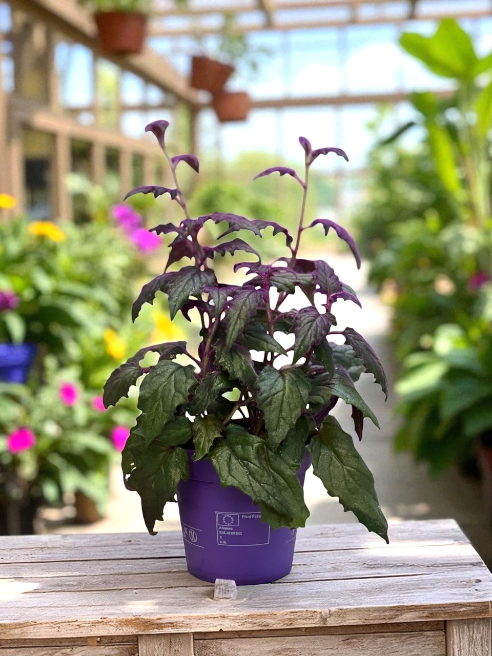 WhatsApp Image 2025-09-10 at 7.58 (6)