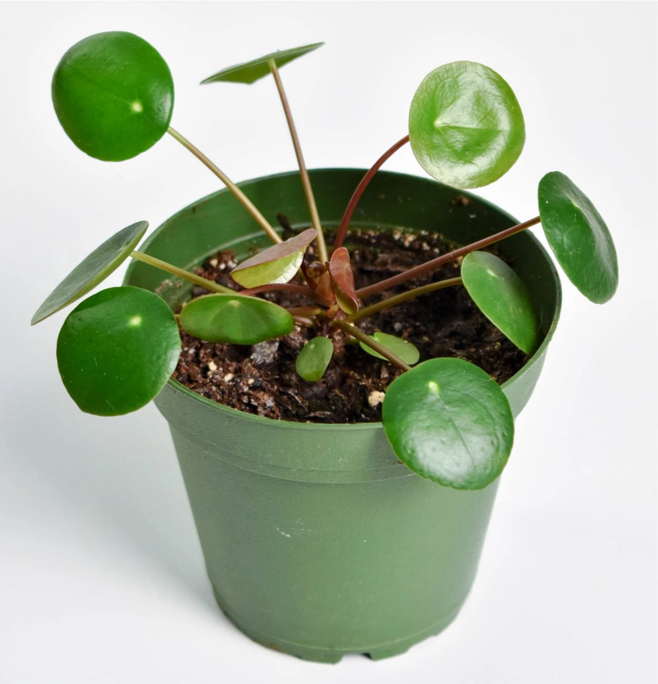 Pilea – Live Indoor Plant - Image 2
