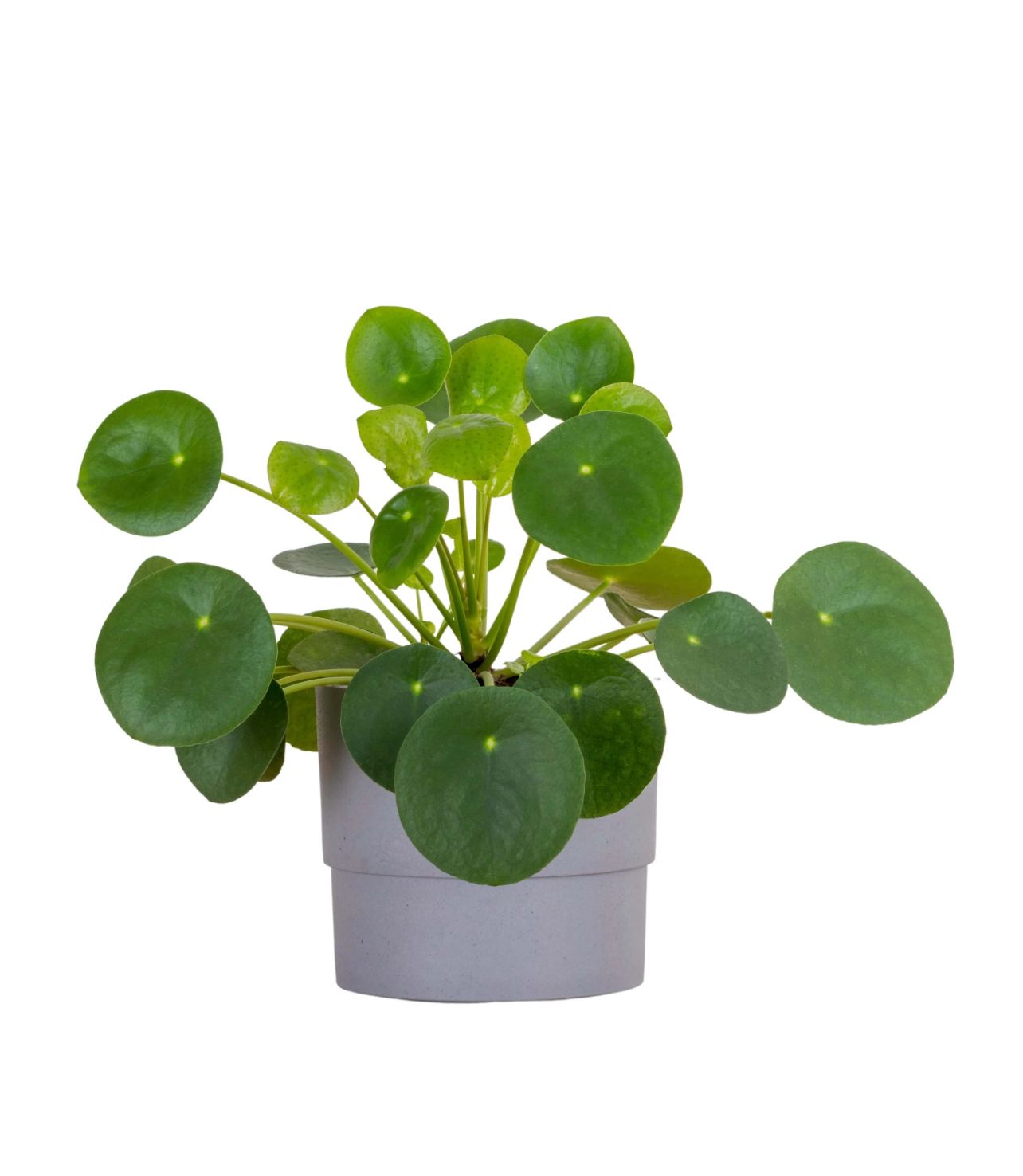 Buy Pilea Plant in UAE |  بيليا Easy-Care Indoor Plants