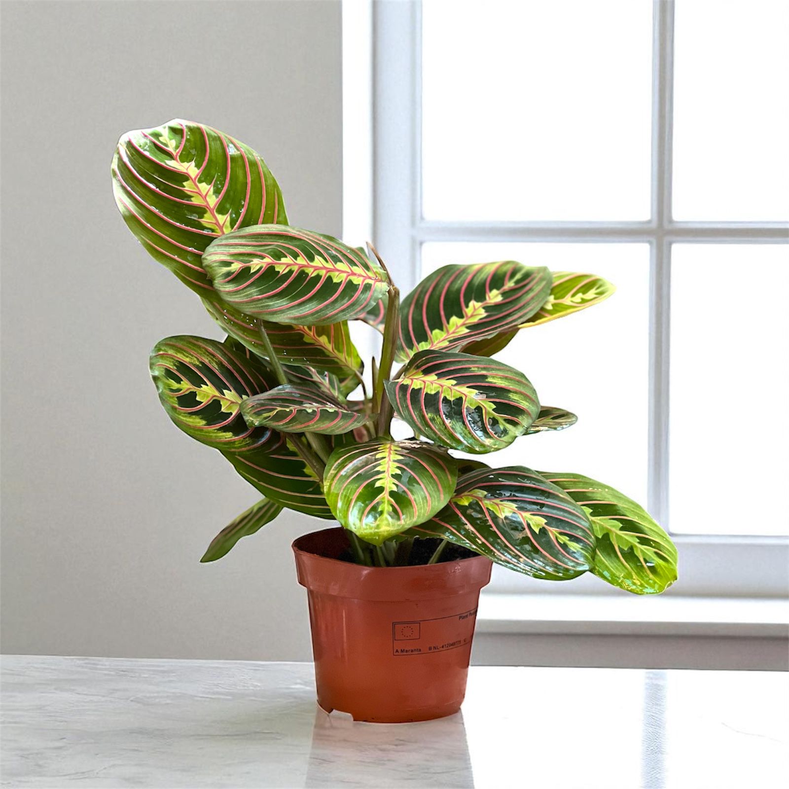 WhatsApp Image 2025-09-10 at 7.58.56 AM (7)