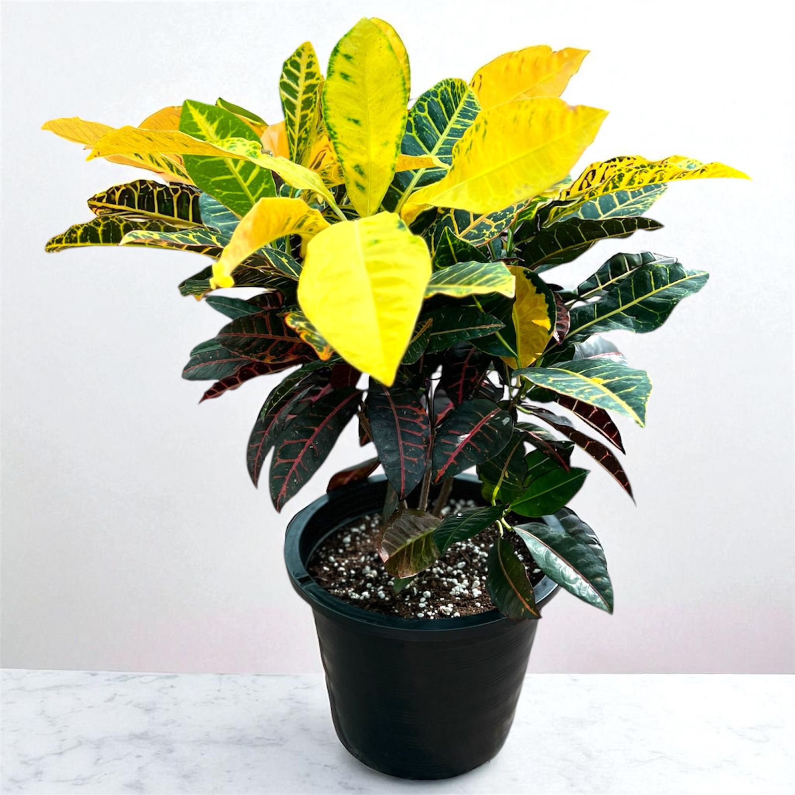 Croton Petra - Image 2