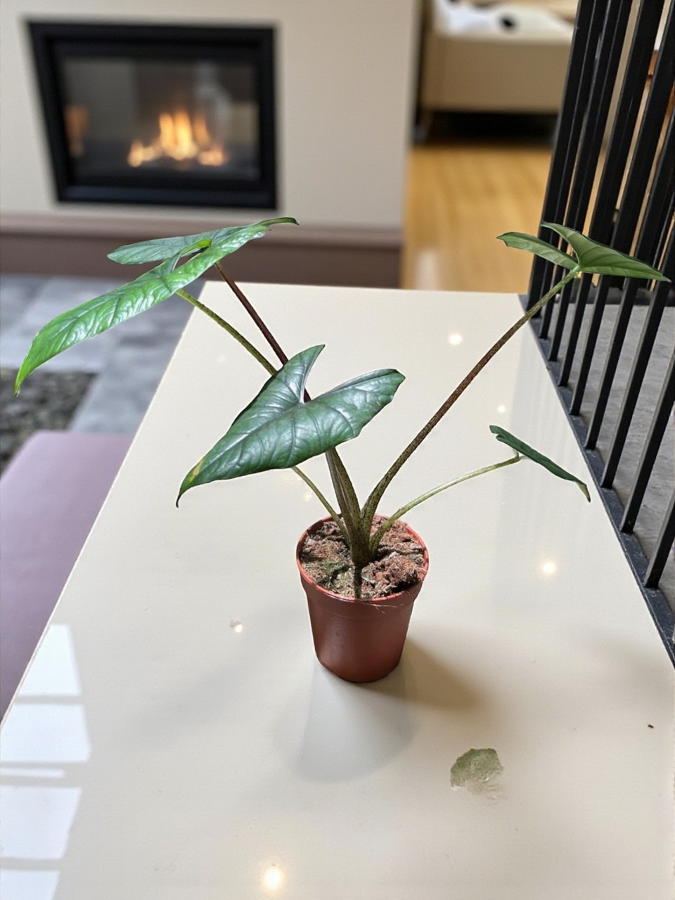 Buy Alocasia Scalprum in UAE | ألوكاسيا سكالبروم Plants