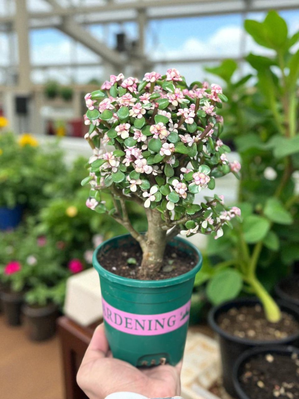Buy Portulacaria Afra في الإمارات – Jade Plant UAE