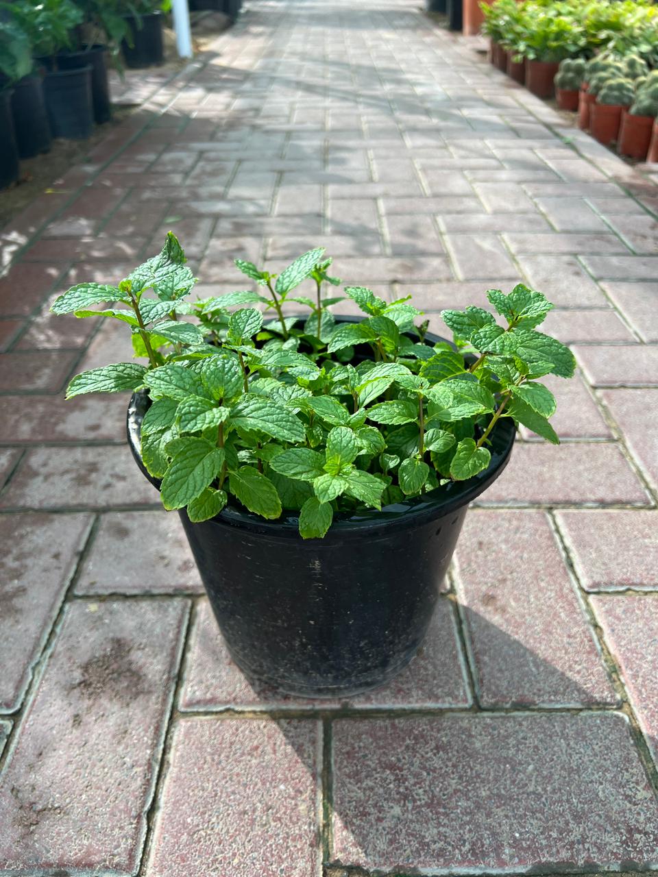 Mint Plant - Image 2