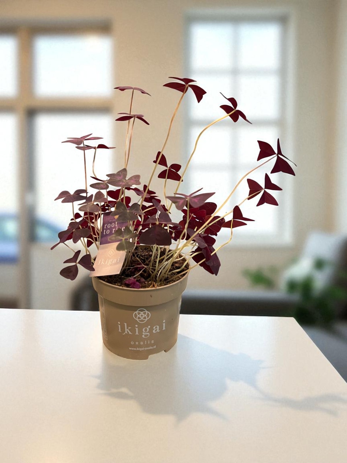 Buy Oxalis Indoor Plant في الإمارات – Lucky Clover Plant UAE