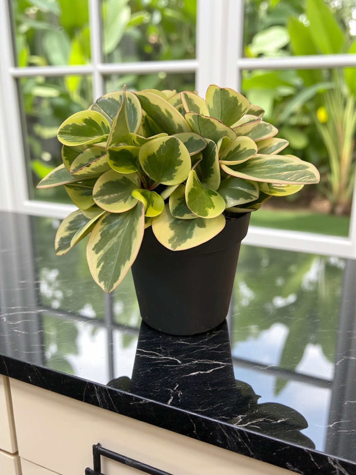 Buy Peperomia Obtusifolia |  بيبيروميا أوبتوسيفوليا UAE