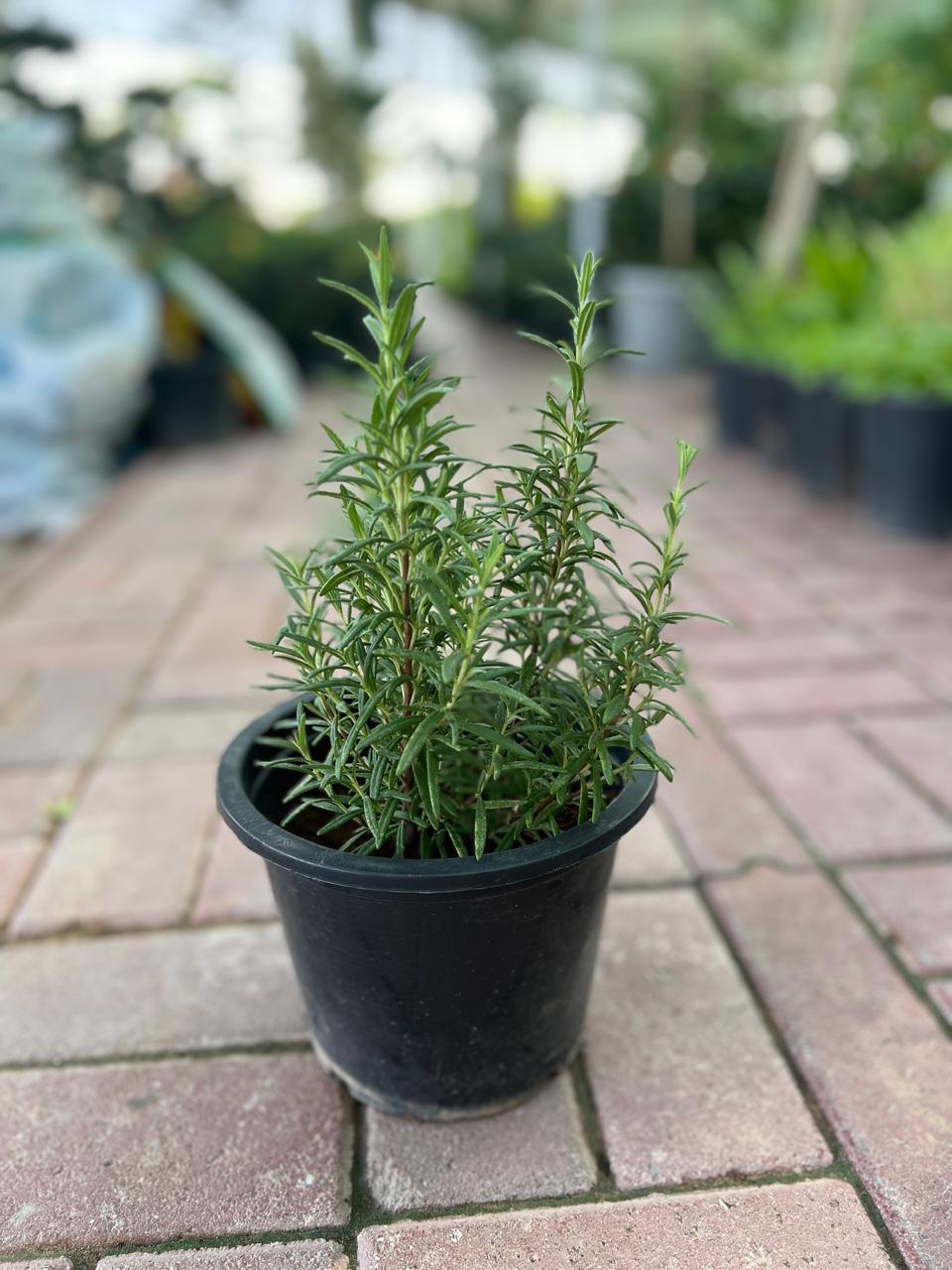 Rosemary - Image 2