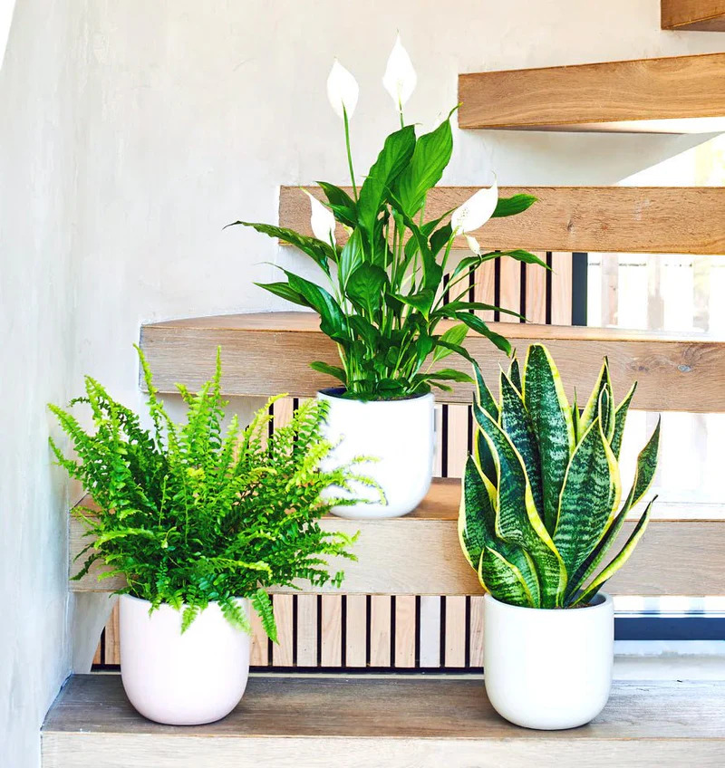 air-purifying-large-plants-bundle-in-white-ceramics-pot-peace-lily-110-120cm-boston-fern-70-75cm-snake-plant-60-80cm-6669397