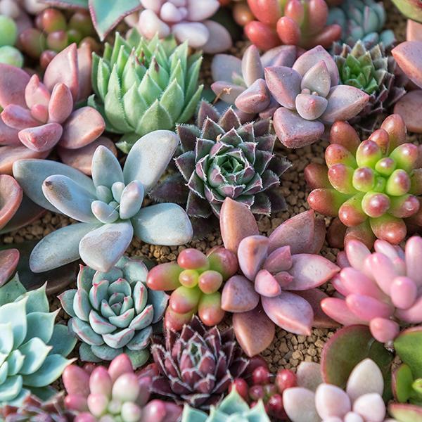 Buy Succulent Plants UAE | رسیلا Indoor Mini Plants Online