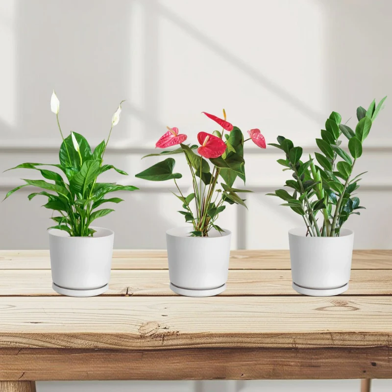 desktop-set-30-40cm-1-x-spathiphylum-1-x-flamingo-flower-1-x-zz-plant-6904660