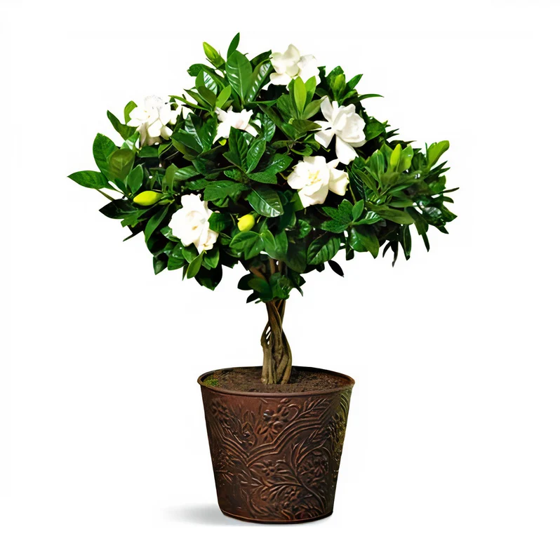 Buy Gardenia Jasminoides Fragrant Plant in UAE | غاردينيا