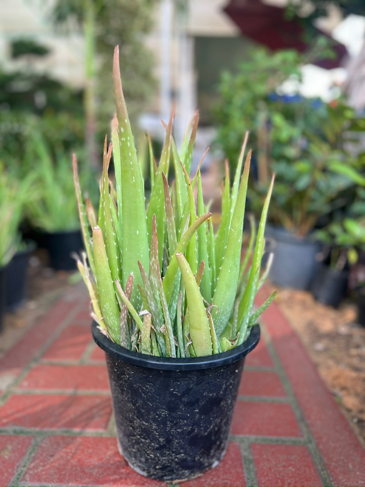 Aloe Vera Plant - Image 2