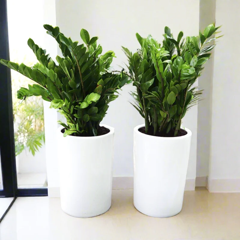 office-plant-zz-in-ceramic-pot-bundle-2xzz-plants-06-08m-9431067
