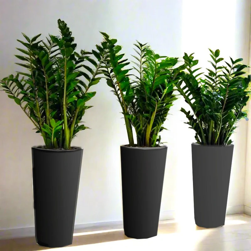 office-plant-zz-in-ceramic-pot-bundle-3pcs-80-100cm-6065650