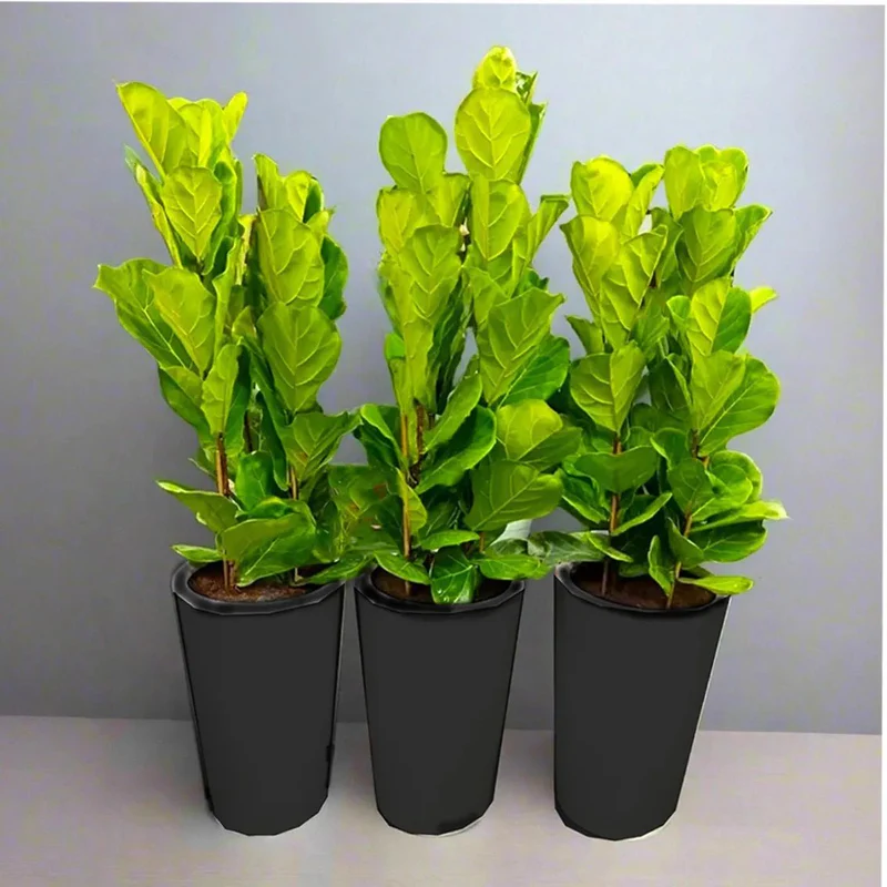 set-of-3-ficus-lyrata-or-fiddle-leaf-fig-in-ceramic-pot-80-100cm-8453257
