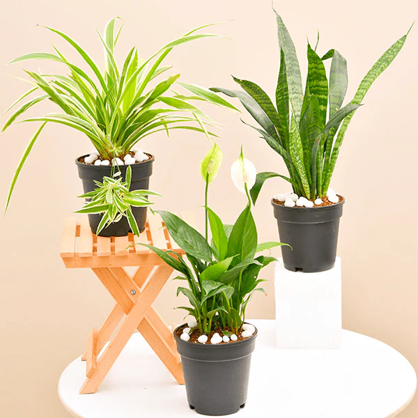 set-of-3-low-maintenance-plants-pack-2185552