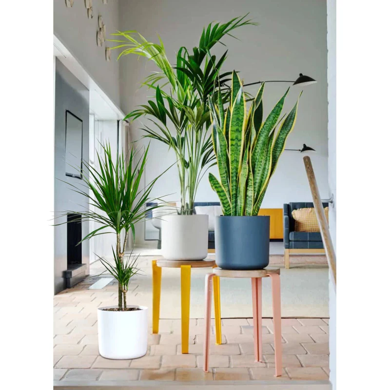 tall-plants-bundle-2316967