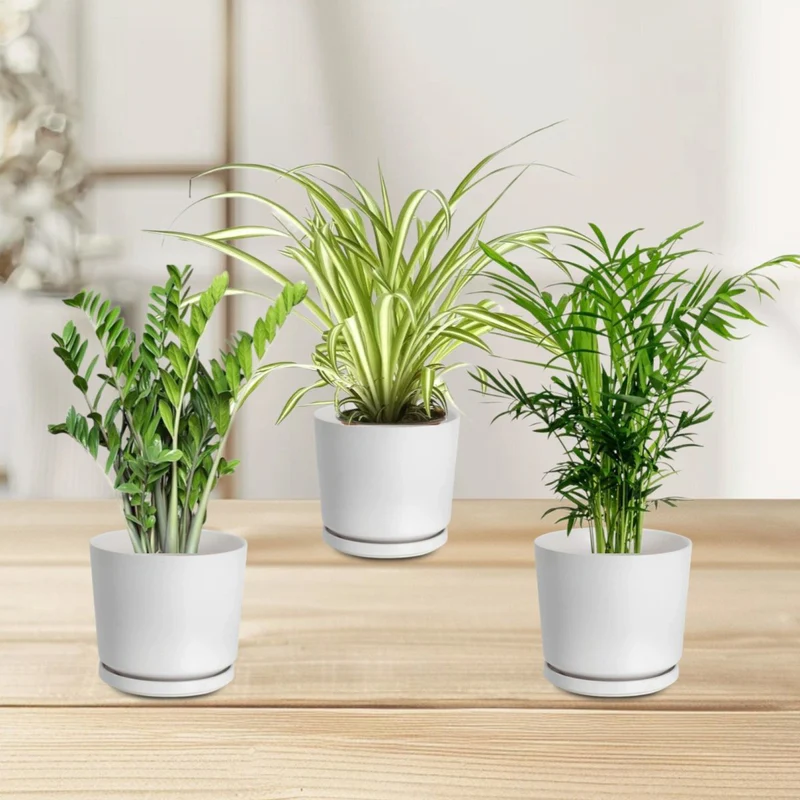 the-clean-air-bundle-2563261