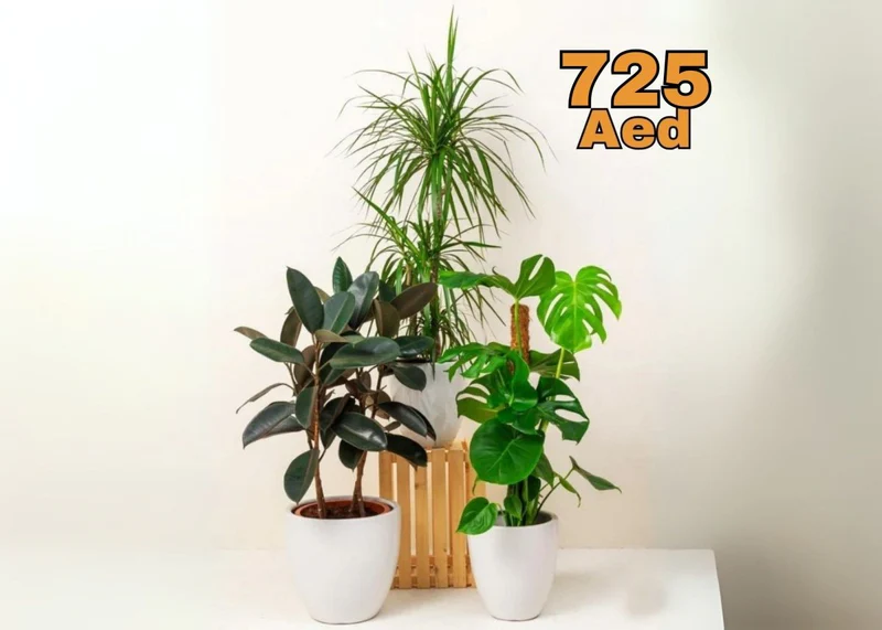 urban-jungle-plants-bundle-in-white-ceramics-pot-monstera-deliciosa-70-90cm-ficus-elastica-80-100cm-dracaena-marginata-90-100cm-9738474